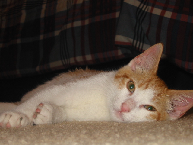 Prince my sweet kitty!